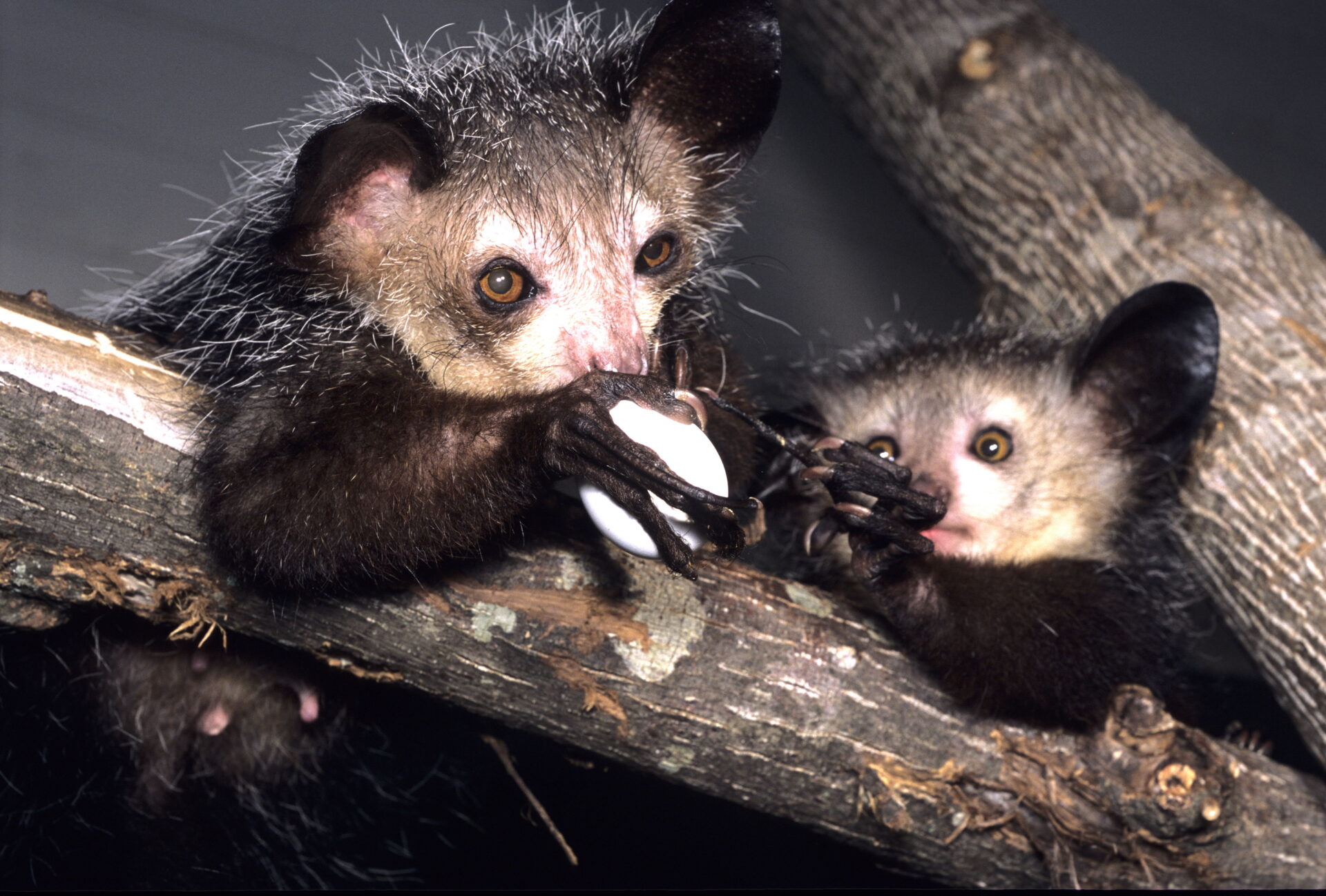 aye-aye mother and infant sharing egg tapping