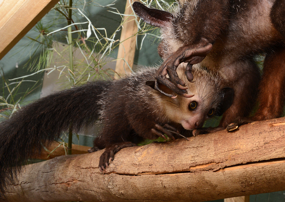 young female aye-aye agatha infant tapping with mother