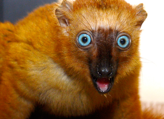 flavifrons blue eyed black lemur infant