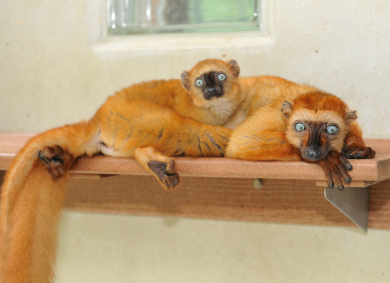 flavifrons blue eyed black lemur infant