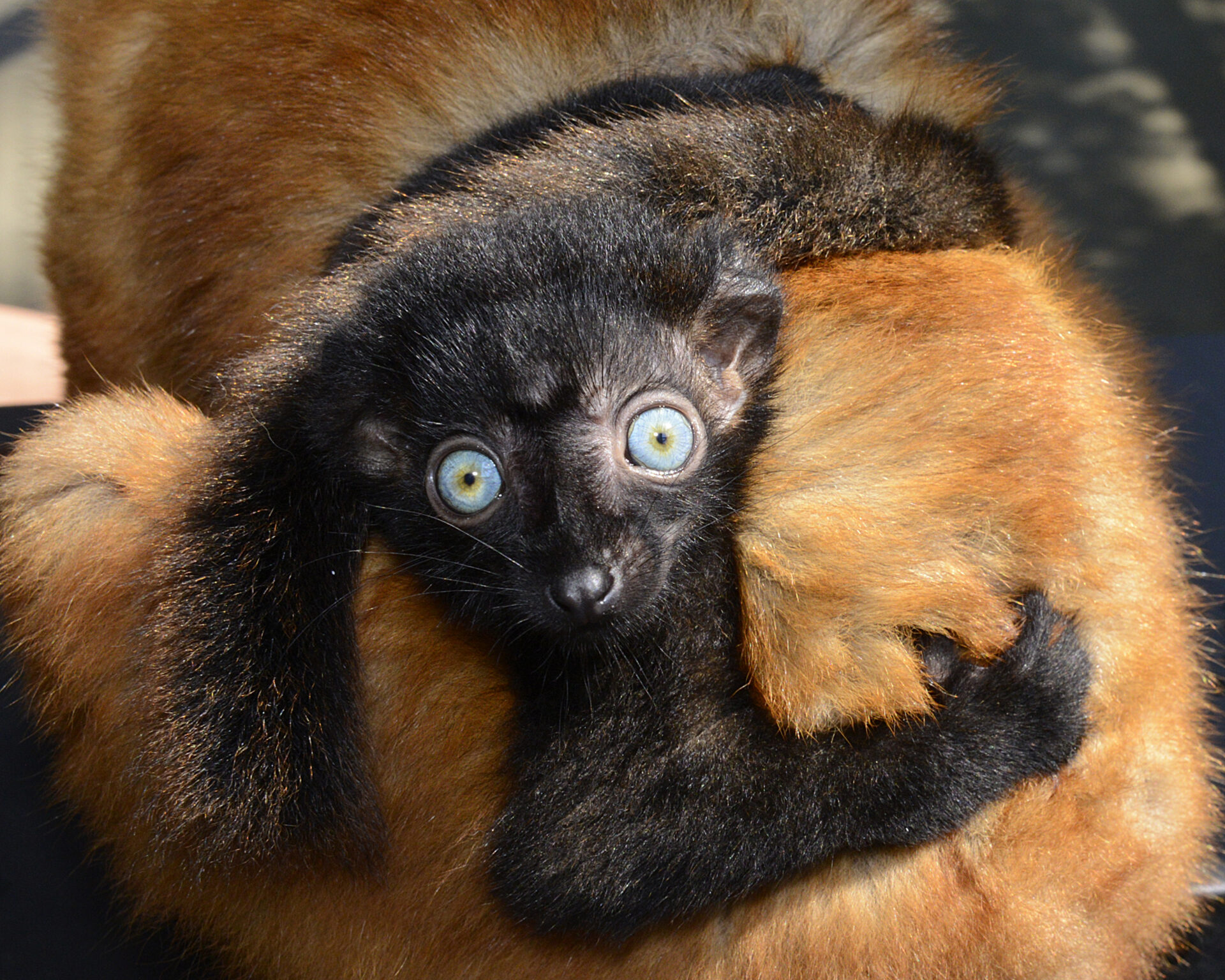 Black Lemur - The Other Blue-Eyed Primate 