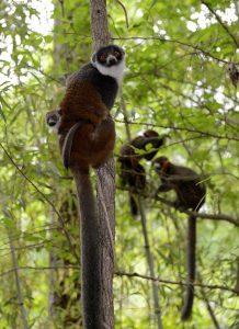 Family of lemurs sitting on branches in an outdoor enclosure.