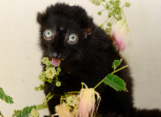 flavifrons blue eyed black lemur infant