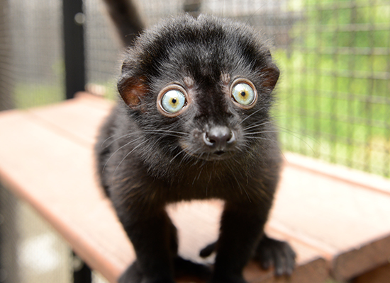 blue eyed black flavifrons lemur infant