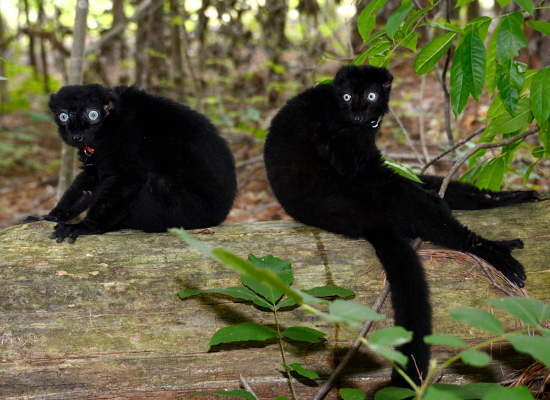 flavifrons blue eyed black lemurs