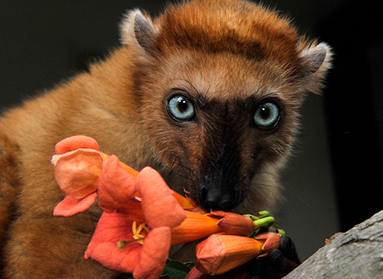 flavifrons blue eyed black lemur