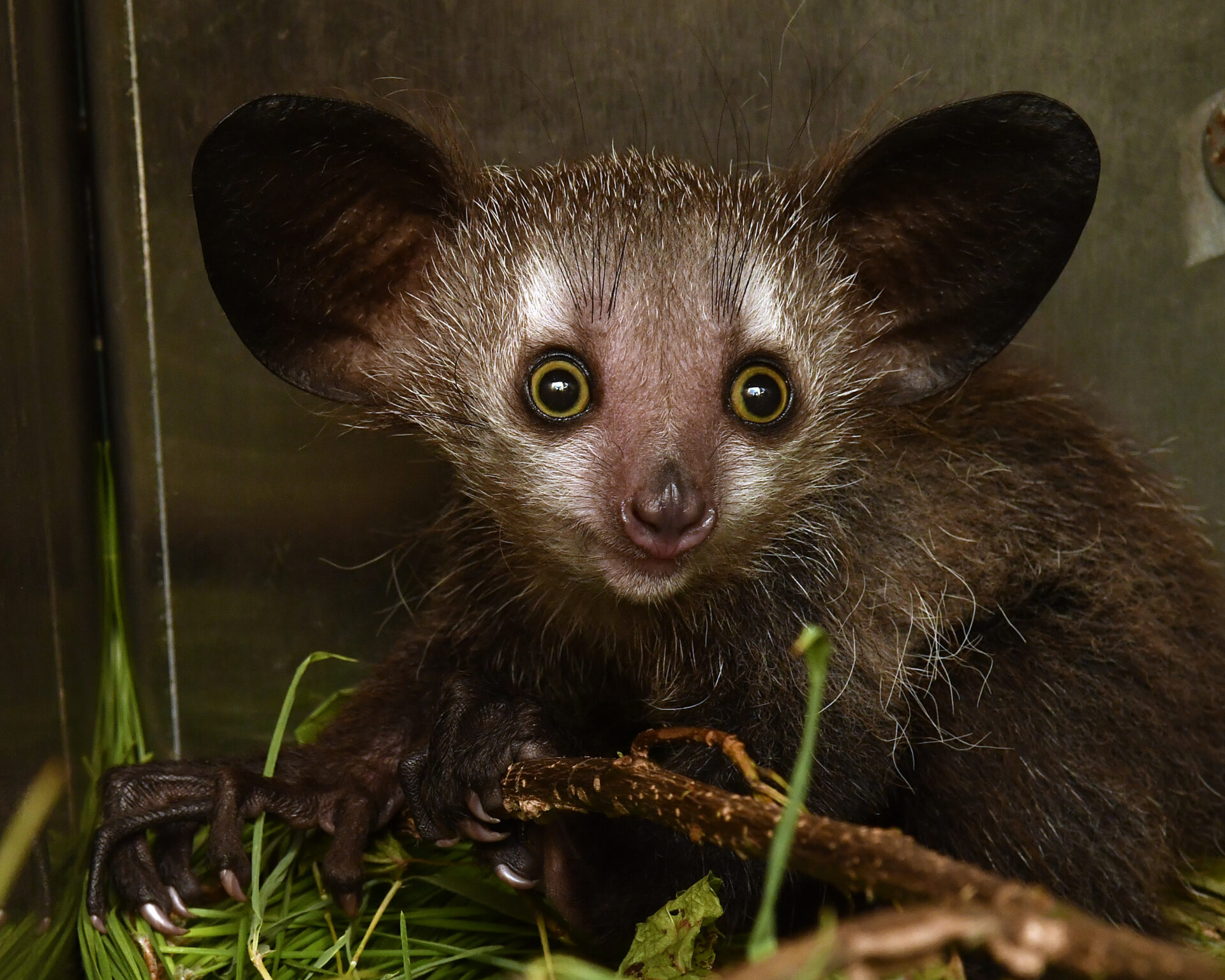 aye-aye infant baby