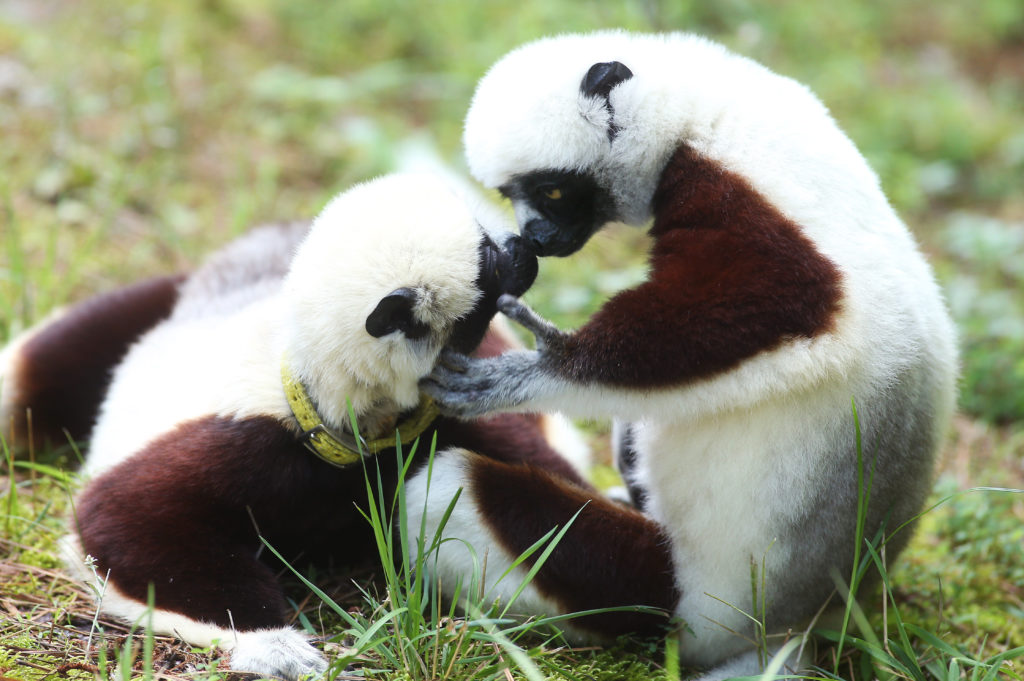 Pet Lemurs: The Pet to Regret - Duke Lemur Center