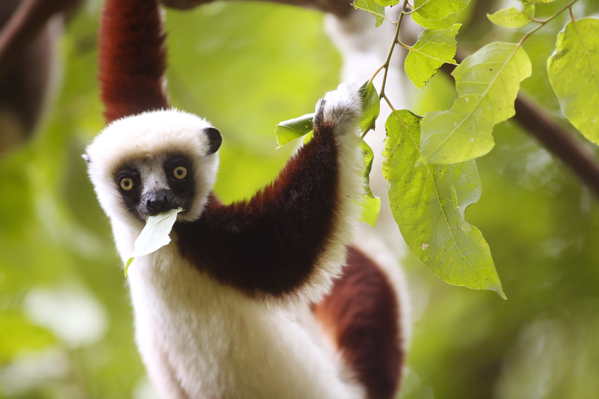 Duke Lemur Center