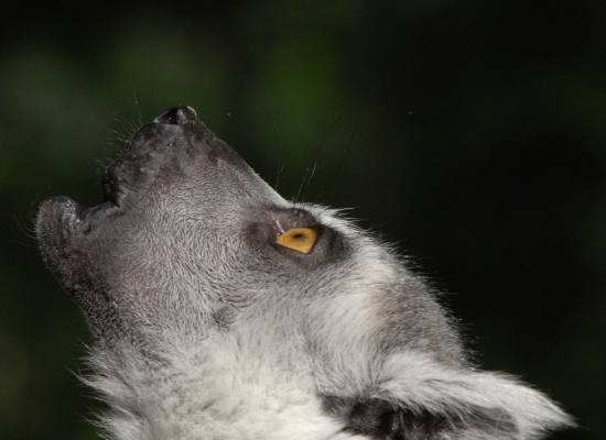 Ring-tailed Lemur - Duke Lemur Center