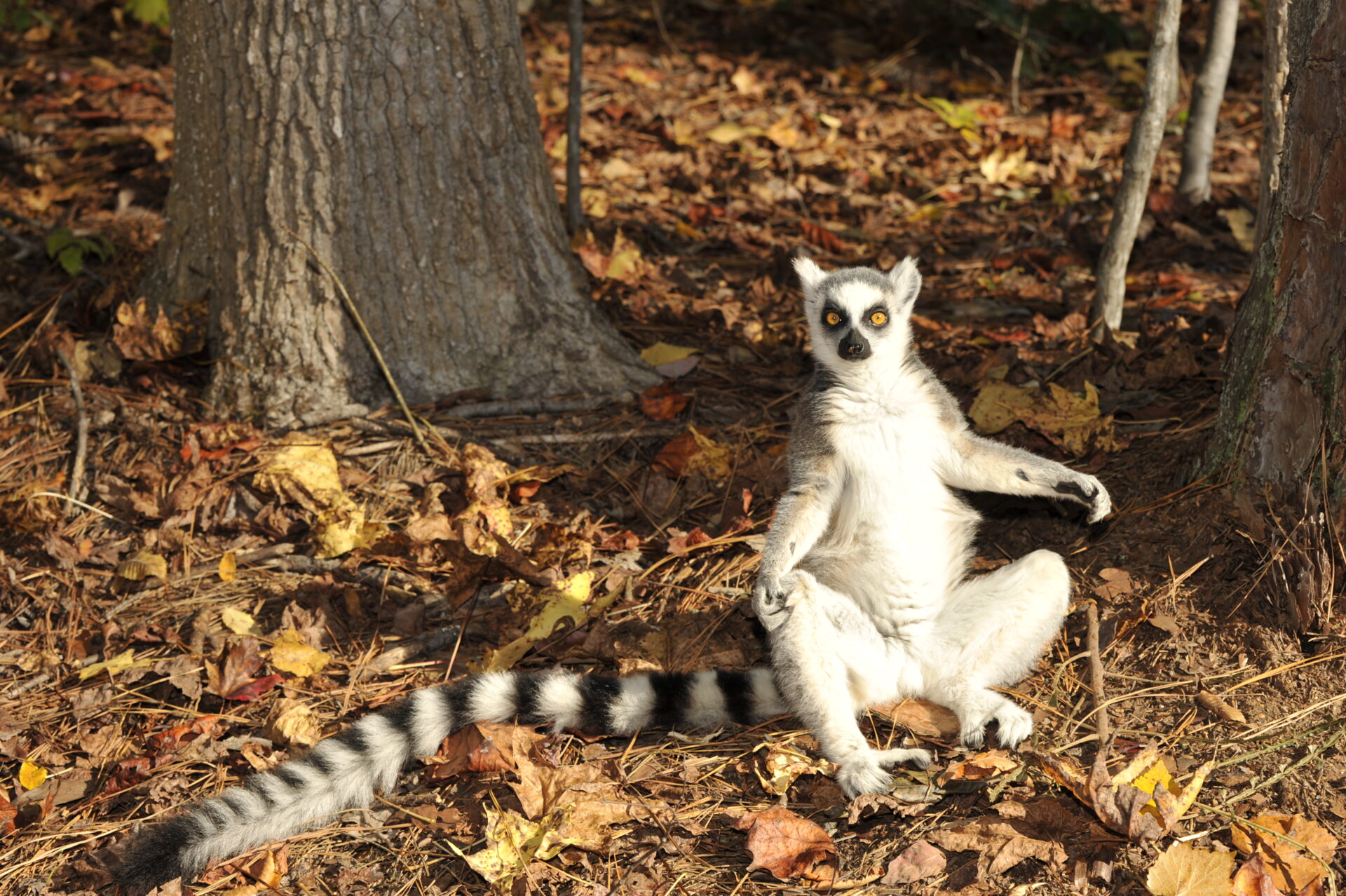 SUN-WORSHIPPING RING-TAIL