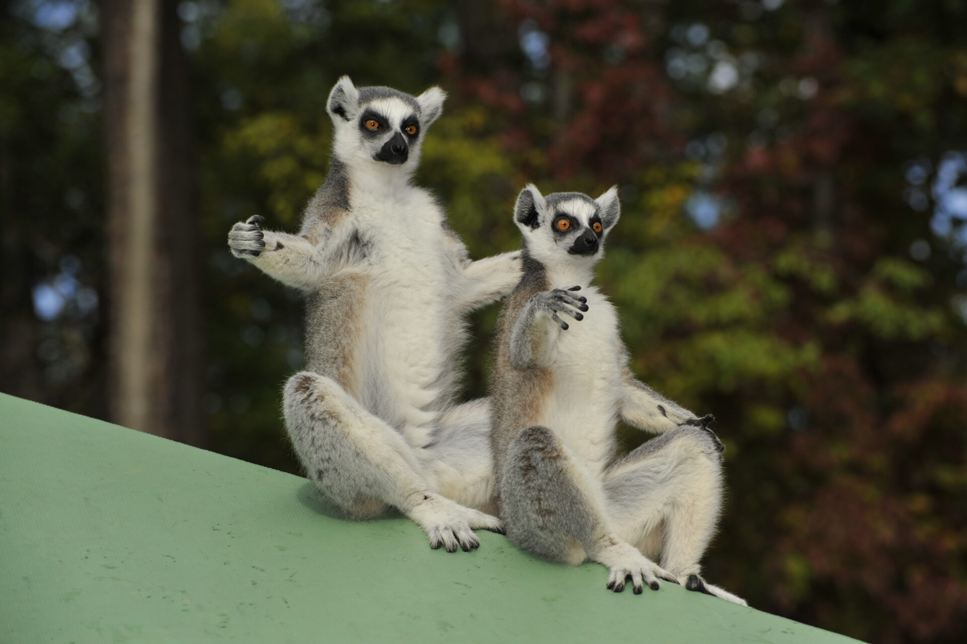 ring-tail lemur sun worshipping