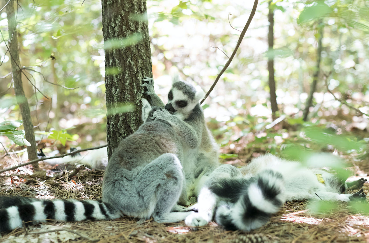 two ring-tailed lemurs social grooming in the forest at the base of a tree while a third ring-tail sleeps