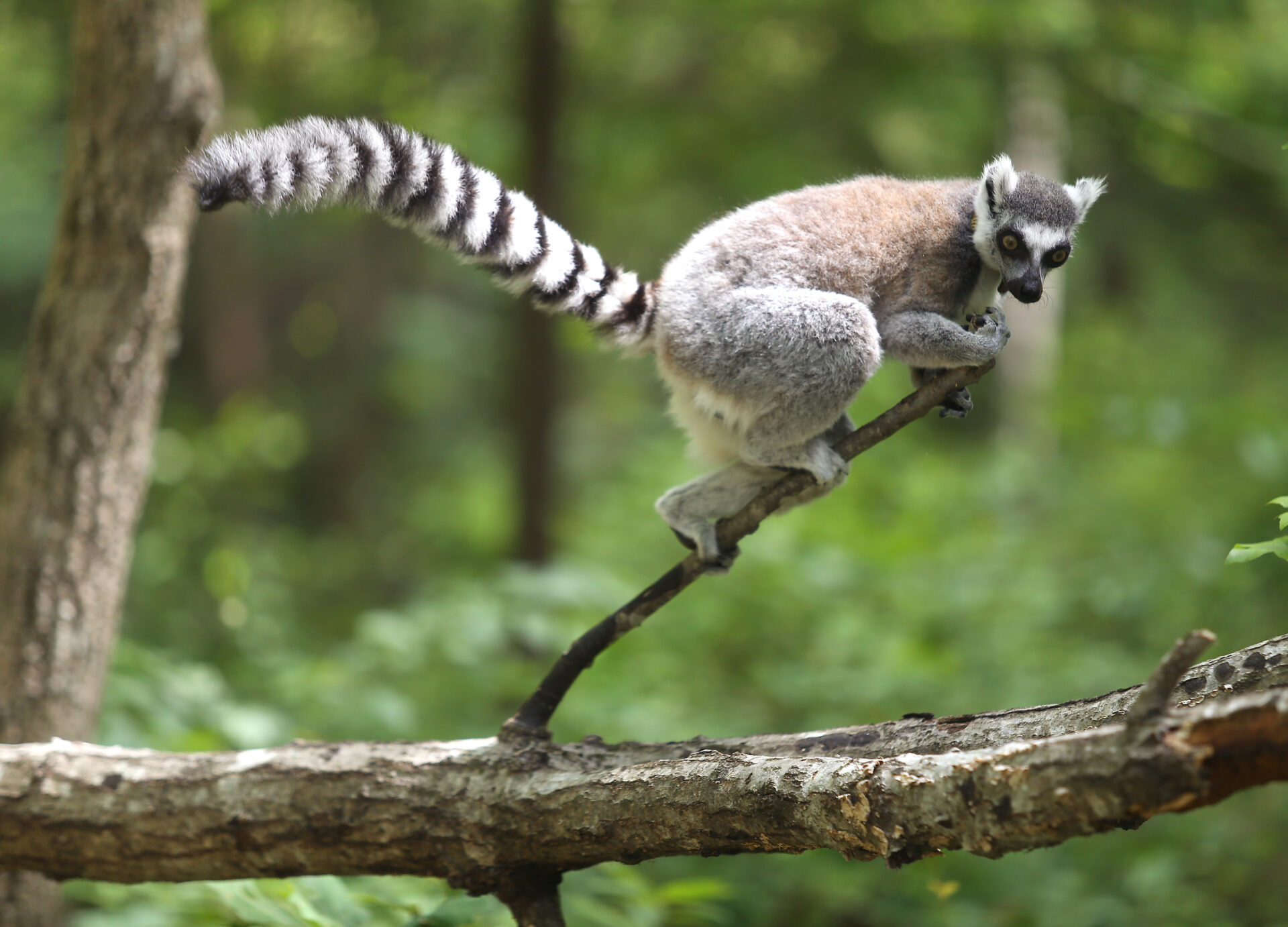 Ring-tailed lemur scent-marking a branch in the forest. Photo by Bob Karp.