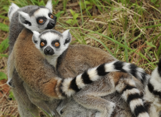 Ring-tailed Lemur | Duke Lemur Center