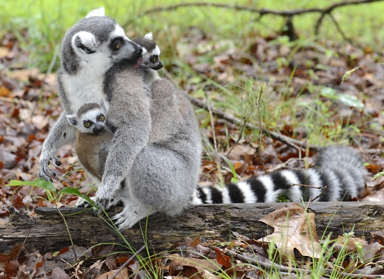 Ring-tailed Lemur - Duke Lemur Center