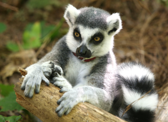 Peoria Zoo Ring-Tailed Lemur - Peoria Zoo