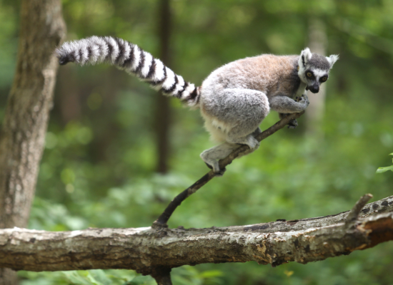 Adult Ring Tailed Lemurs And Baby by Geri Lavrov