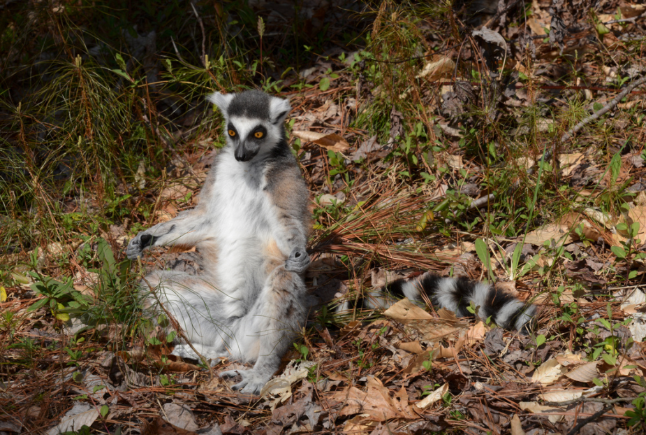 sun worshipping ring-tailed lemur