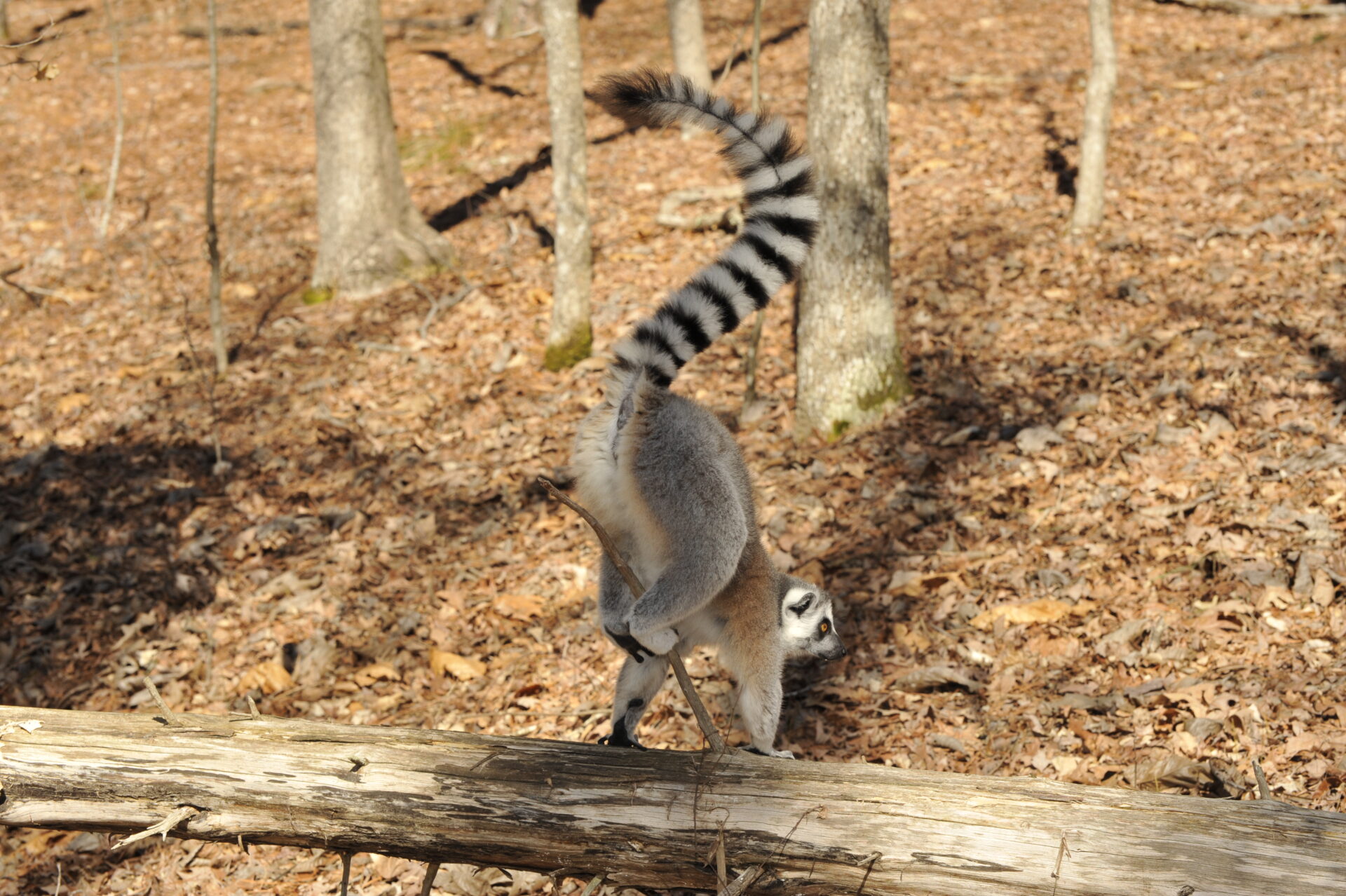 Scent-marking ring-tail lemur