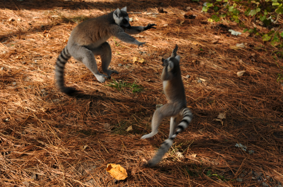 ring-tail lemur infant and adult playing