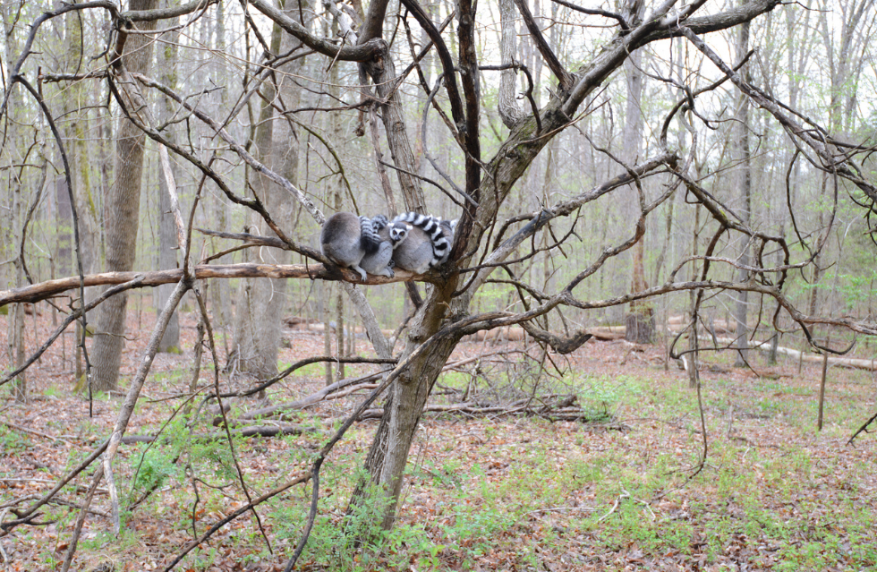lemur ball in tree catta
