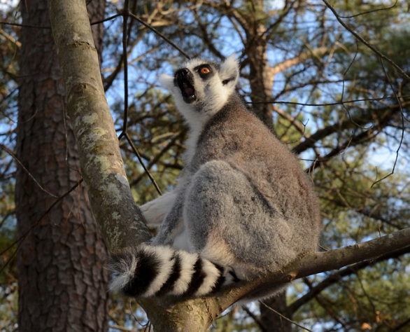 ring-tailed lemur calling