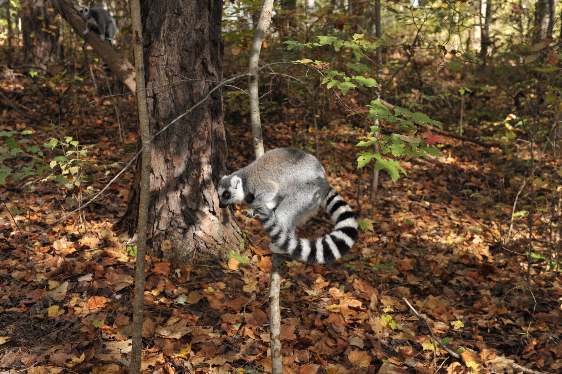 stink fighting ring-tailed lemur