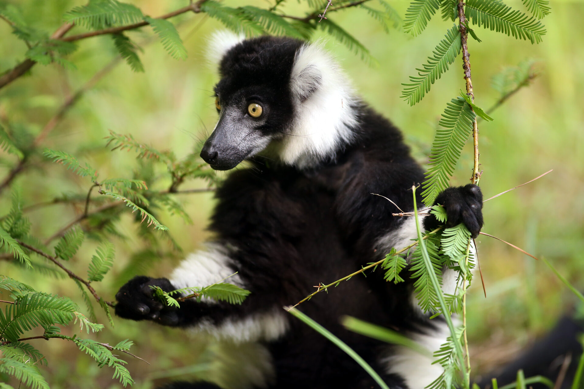 Black And White Ruffed Lemur Habitat Black And White Ruffed Lemur Habitat