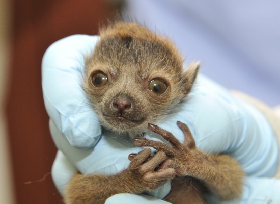 Mongoose Lemur - Duke Lemur Center