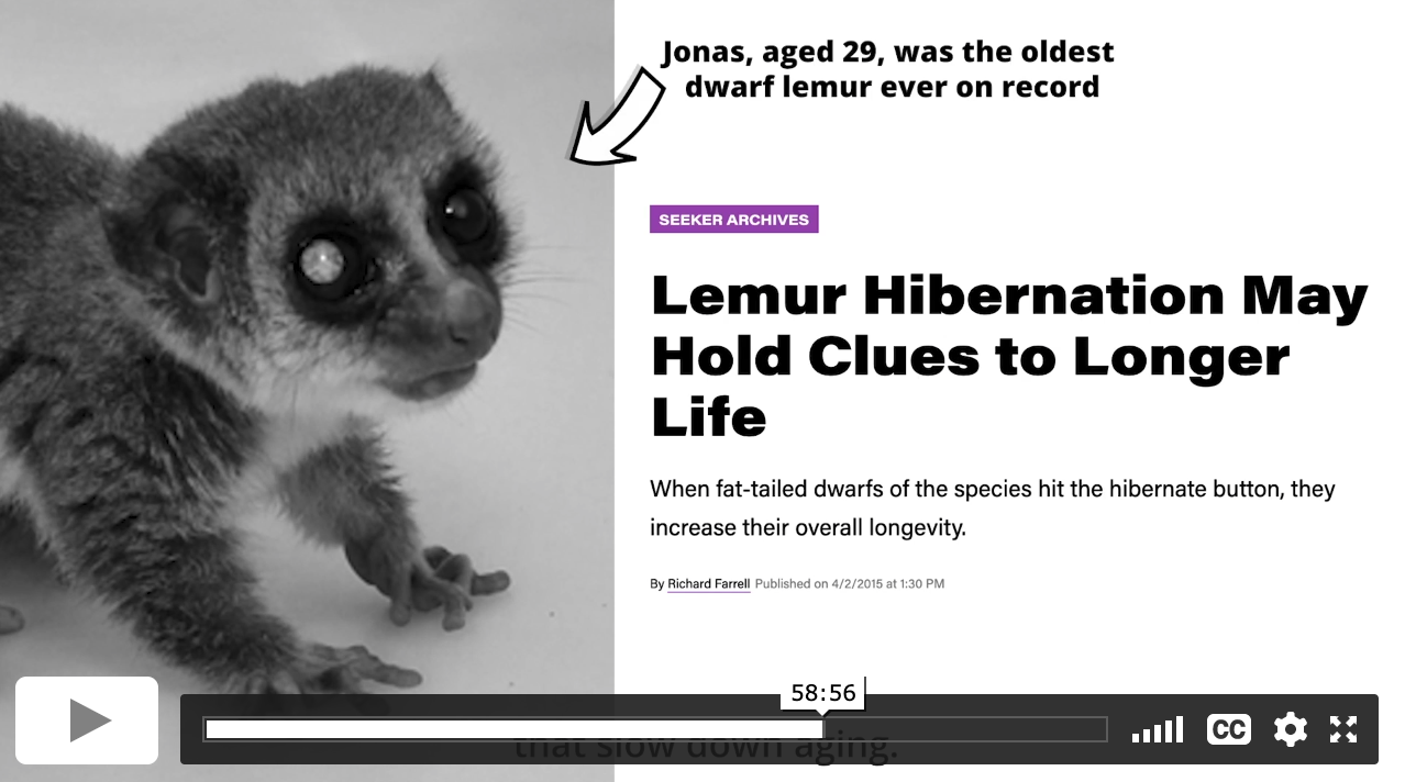 Screenshot from a video showing a 29-year-old dwarf lemur and the headline 