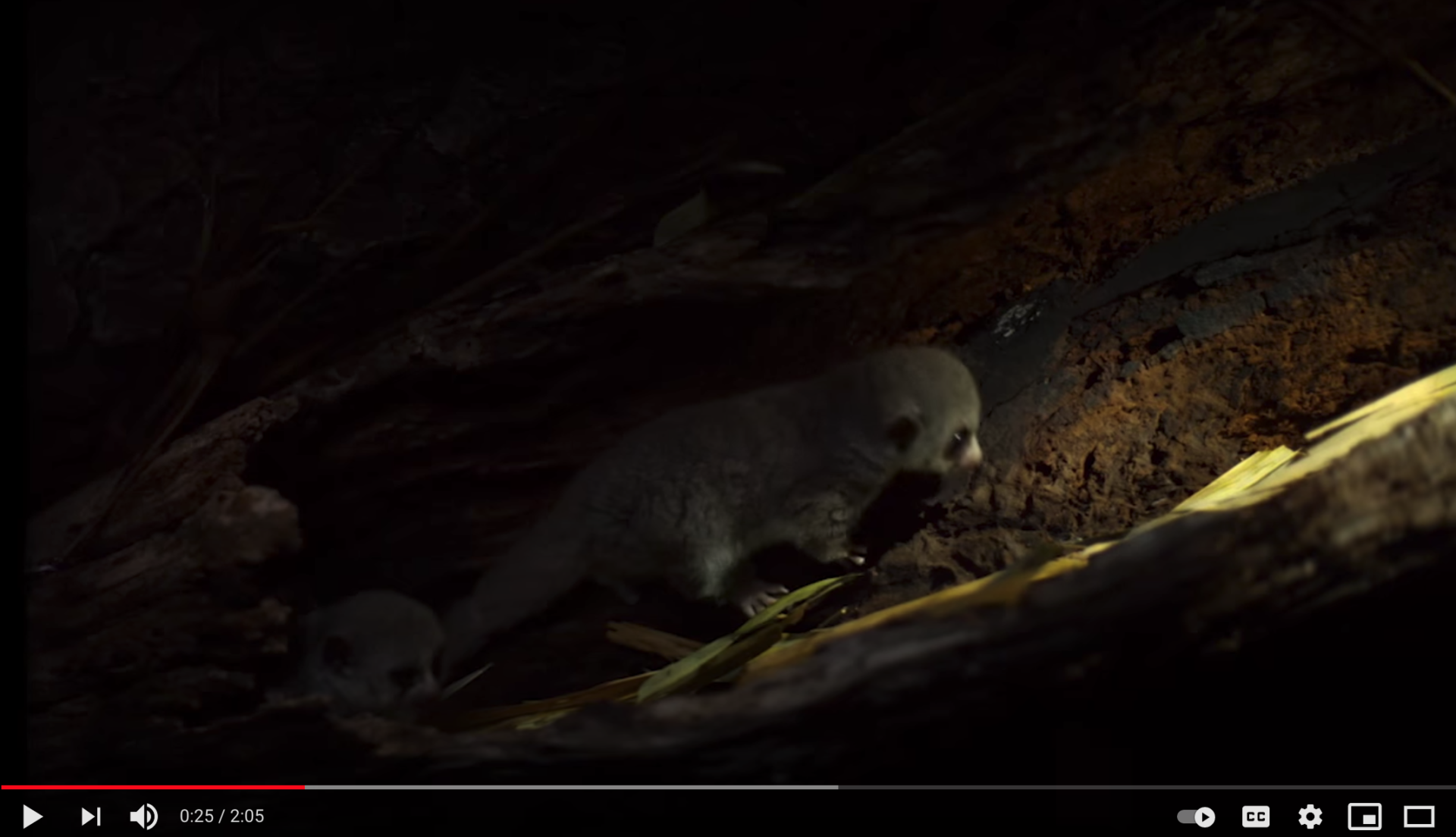 Screenshot of video showing a dwarf lemur scurrying through a hollow log