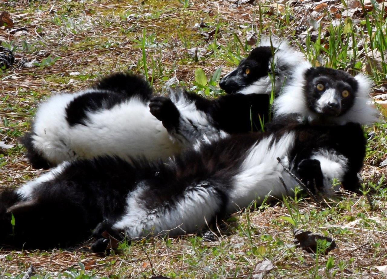 sunbathing ruffed lemur family sunning