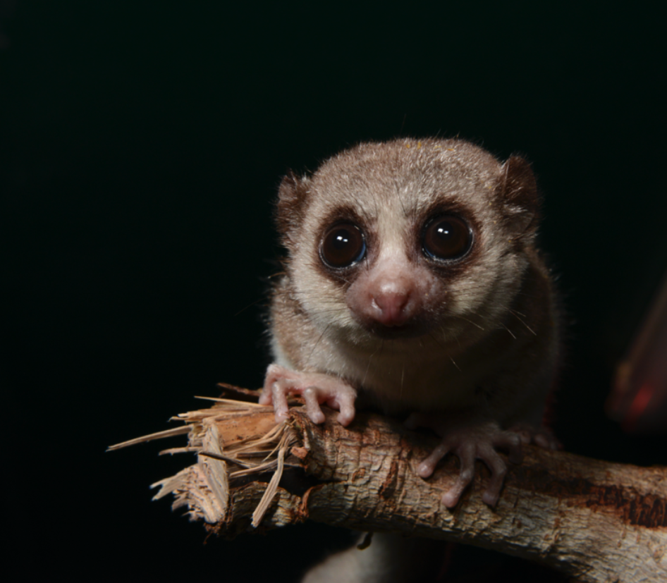 Fat-tailed dwarf lemur looking at camera – David Haring