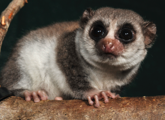 Fat Tailed Dwarf Lemur Duke Lemur Center 