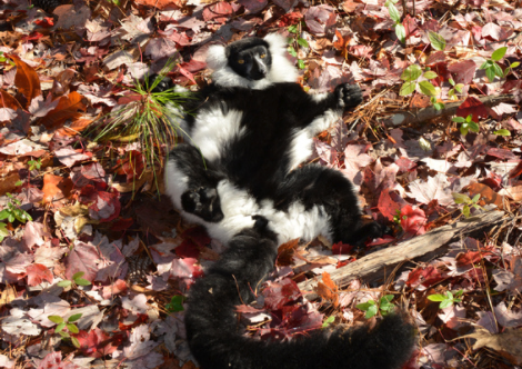 black and white ruffed lemur sunbathing