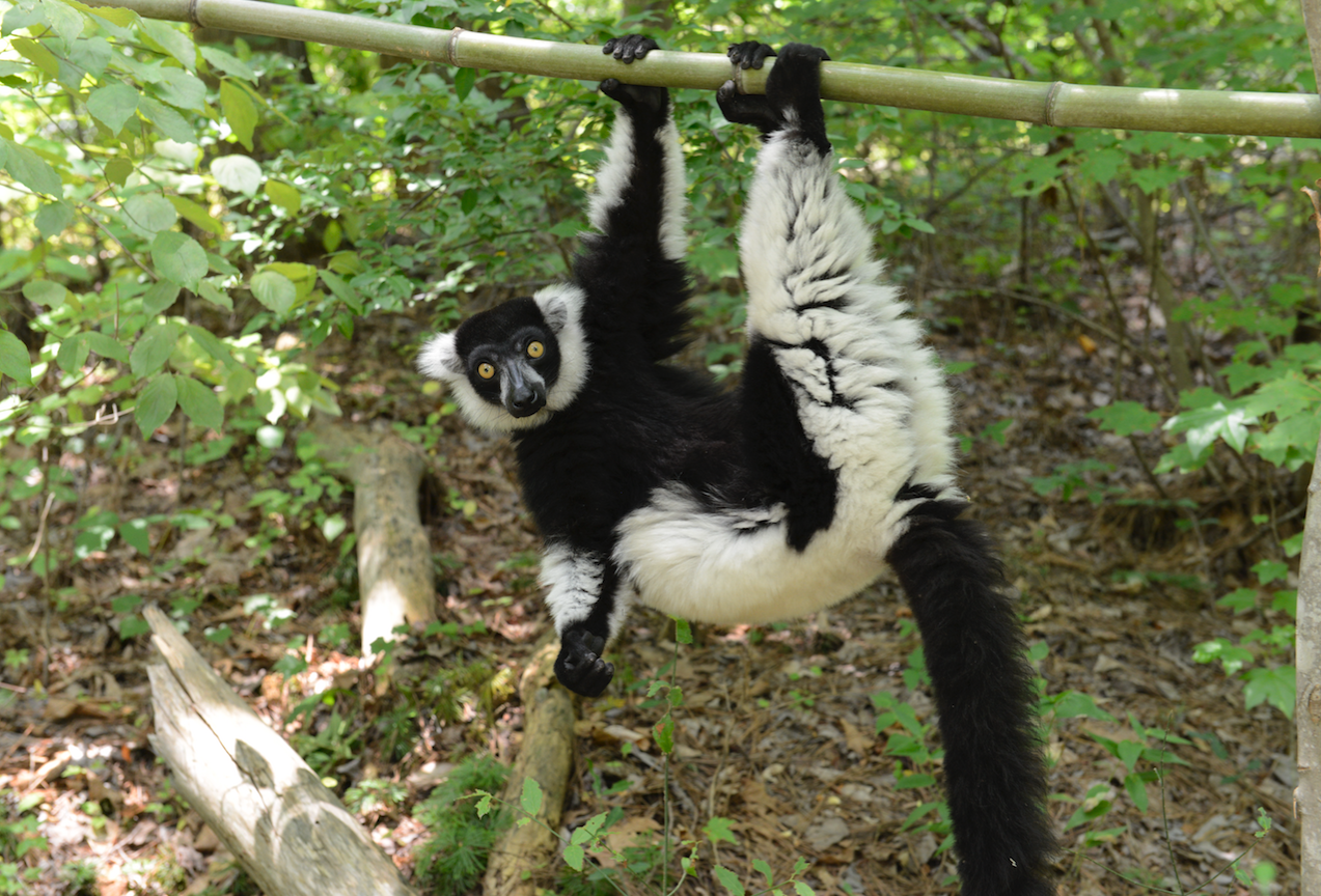 Black and white ruffed lemur scientific name