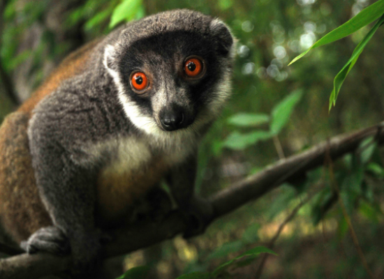 Mongoose Lemur - Duke Lemur Center