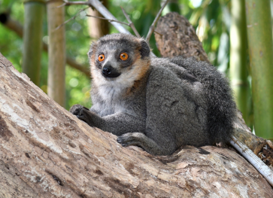 Mongoose Lemur - Duke Lemur Center