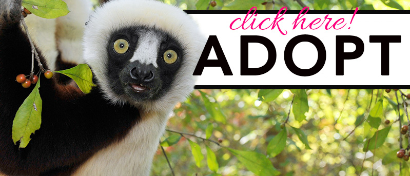 Learn Animal Pictures with Names with a Moral. Click here!