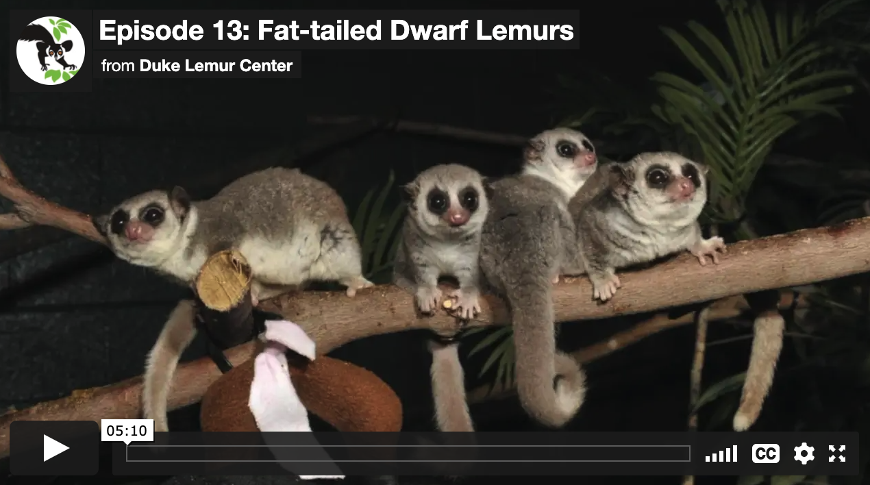 Screenshot of Virtual Tour video showing four fat-tailed dwarf lemurs on a branch