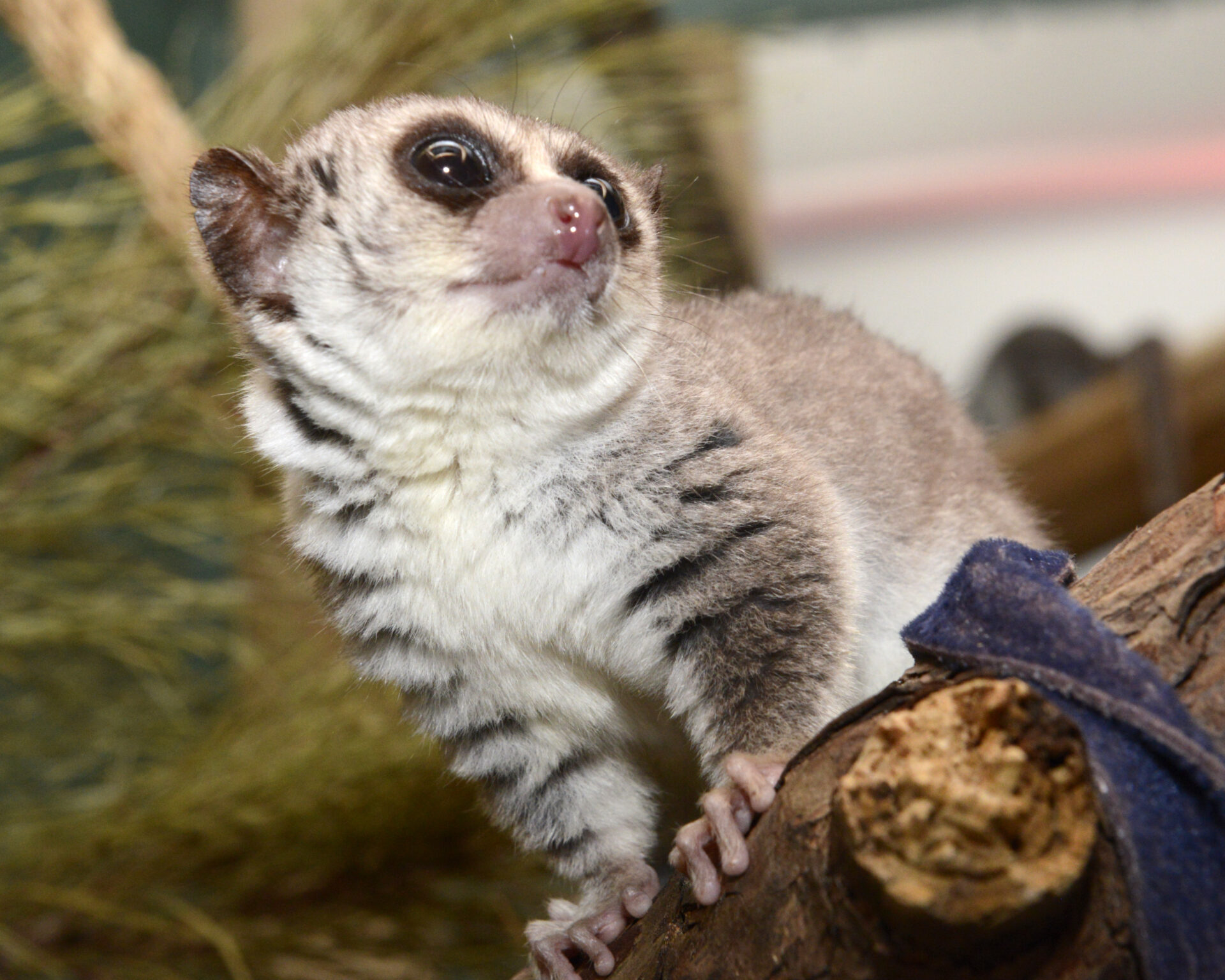 Fat Tailed Dwarf Lemur Duke Lemur Center 