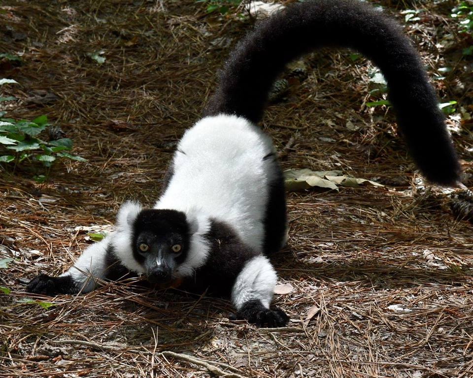 herschel scent marking