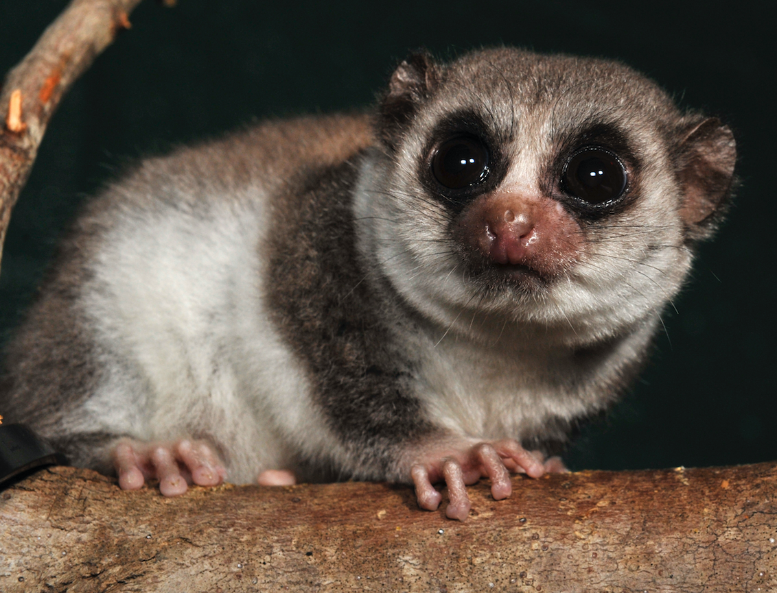 Fat-tailed dwarf lemur on log – David Haring
