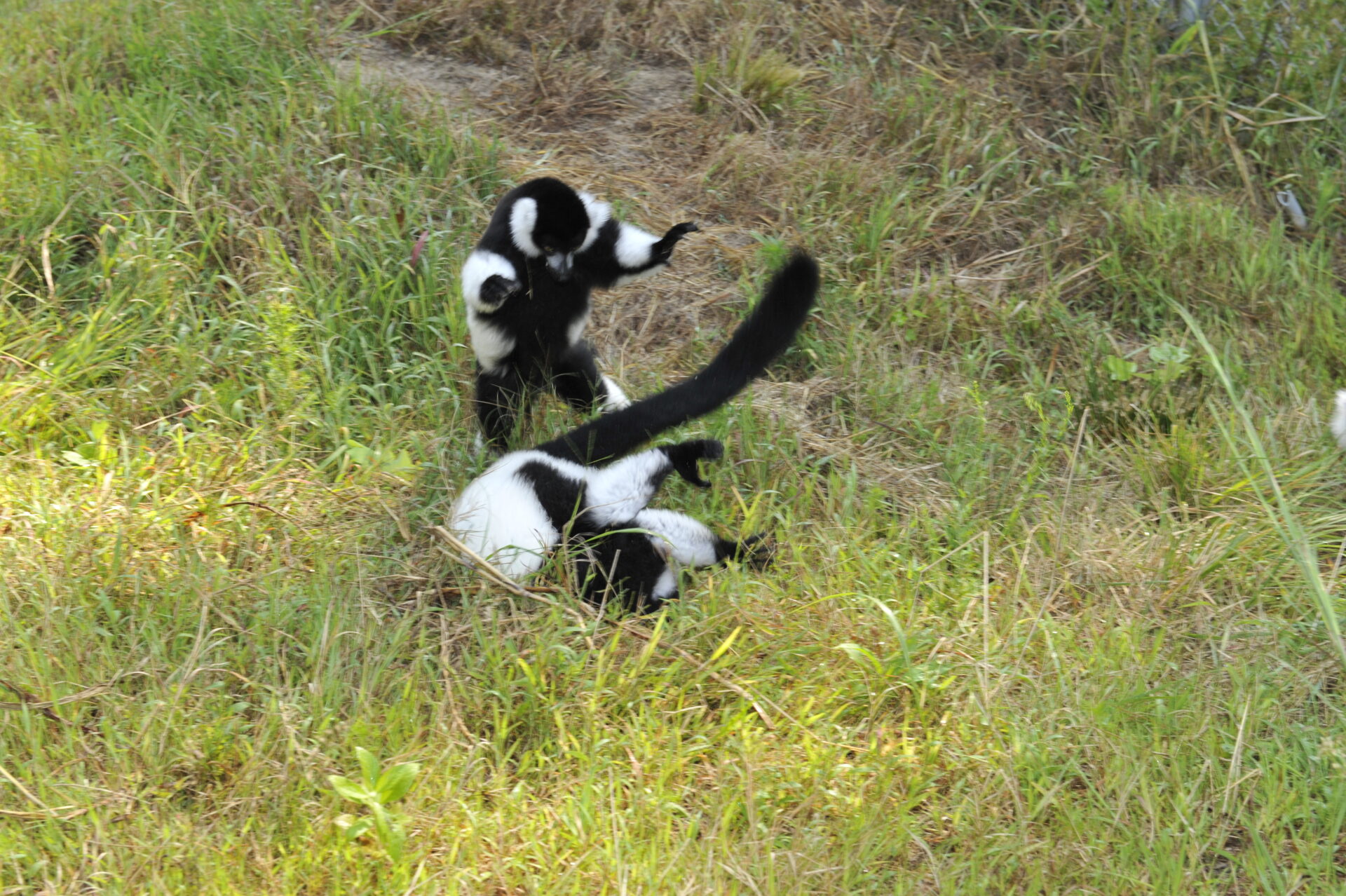 young ruffed lemurs playing