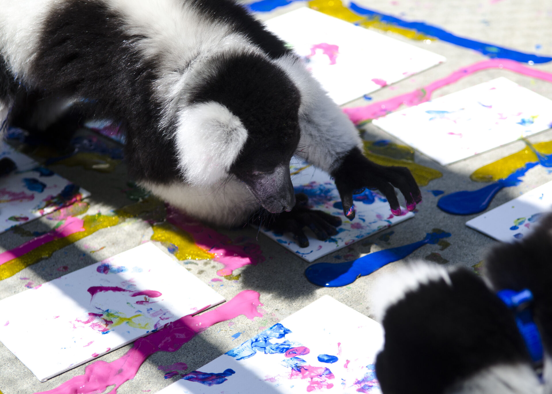 Painting with Lemurs–July 2016(01)