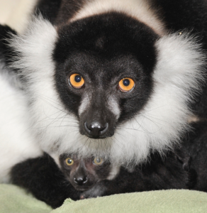 ruffed lemur infant with mother