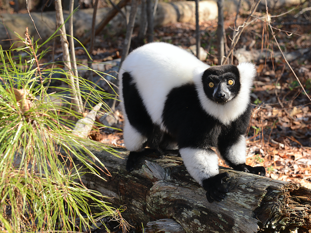 ruffed lemur in forest