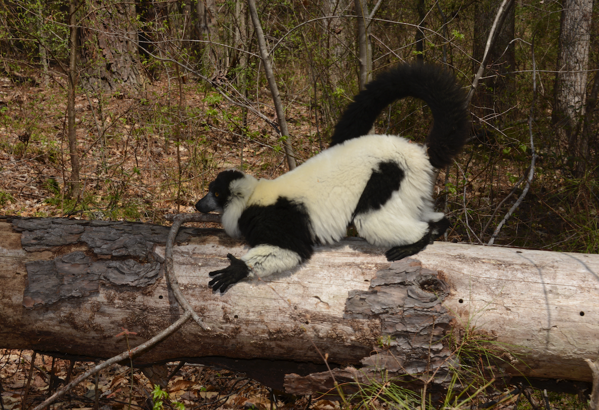 black and white ruffed lemur scent marking