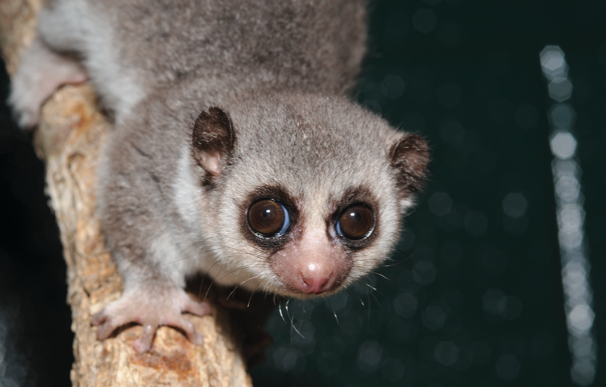 Fat-tailed Dwarf Lemur - Duke Lemur Center